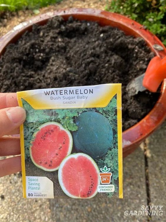 When to Plant watermelon?