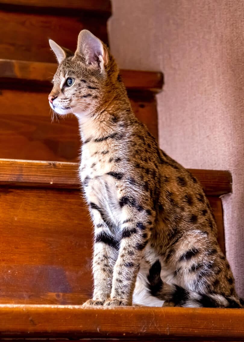 Savannah Cat Breed Information, Characteristics and Care