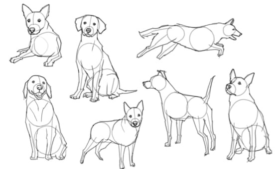 How to draw a Dog?